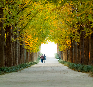 Metasequoia Road, Damyang, Naju